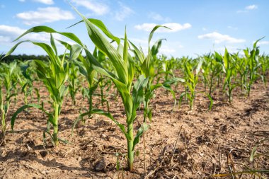 Yazın mavi gökyüzü olan mısır tarlası 