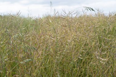 Yazın olgunlaşan kolza tohumu.