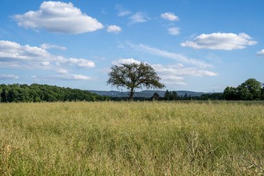 Yazın kolza tohumu tarlasında ağaç 