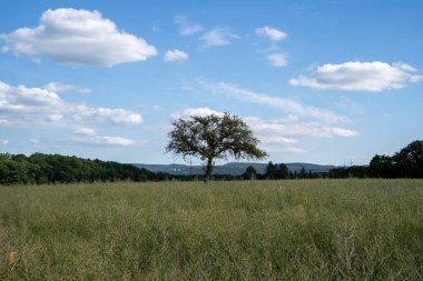 Gözyaşı tohumu tarlasında ağaç