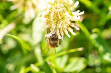 Arılar bahçede tomurcuklanır.