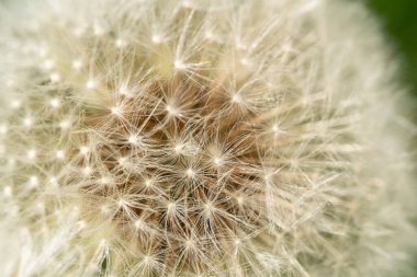 Yumuşak karahindiba yakın plan