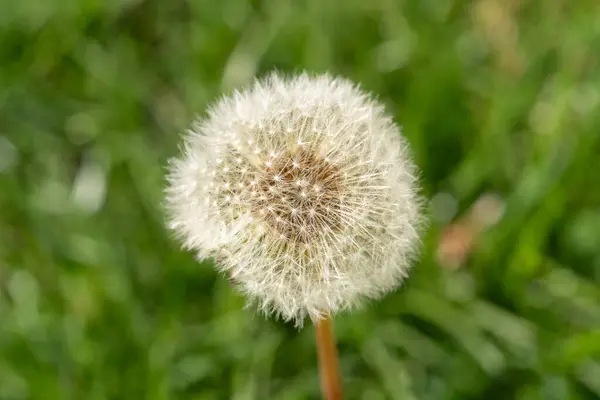 Yazın çimlerde karahindiba