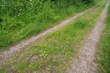 Çevredeki yeşil çimenler arasındaki toprak yol 