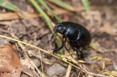 Kara bok böceği orman zemininde