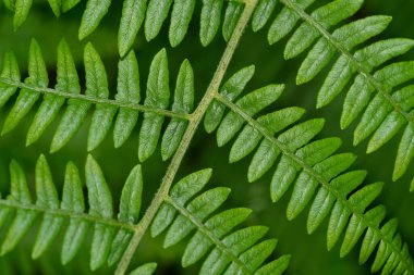 Yeşil eğreltiotu bitkisi yakın plan