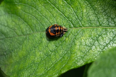 Ladybug pupa on a green leaf clipart