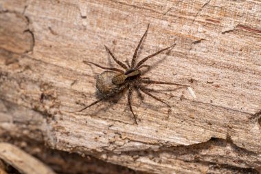 Pardosa Ormanı Kurt Örümceği ağaç gövdesinde