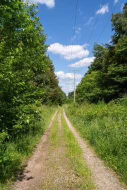 Çevredeki çim ve orman ağaçları arasındaki yol