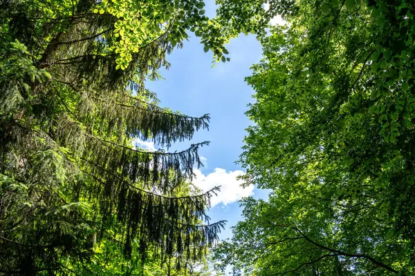 Yazın mavi gökyüzü olan yüksek orman ağaçlarının böğürtüsünden 