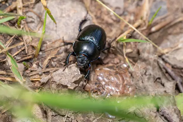 stock image Black dung beetle on the forest floor