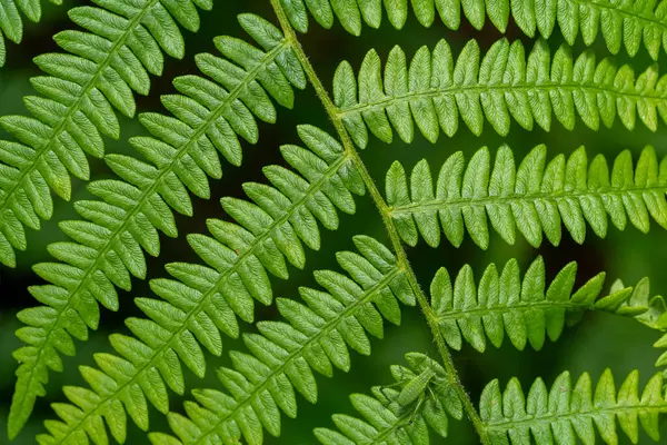 stock image Green fern plant with a green spotted grasshopper 