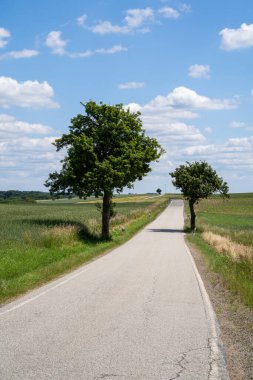 Kırsalda ağaçlar ve tarlalar var.