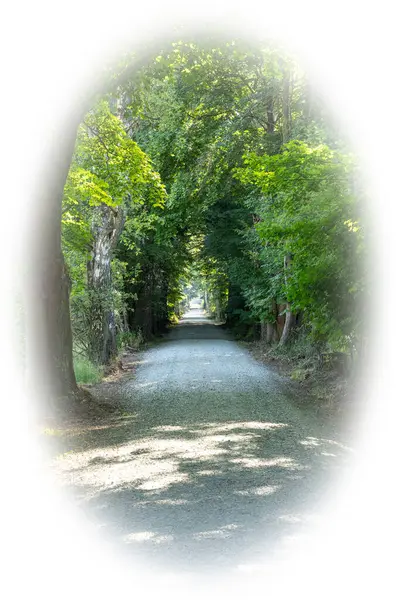 stock image Forest with a gravel path