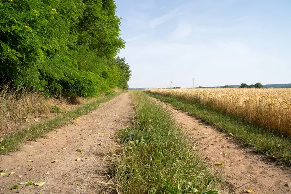 Yazın ağaçlar ve arpa tarlaları arasındaki toprak yol.