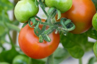 Red and green home planted tomatoes clipart