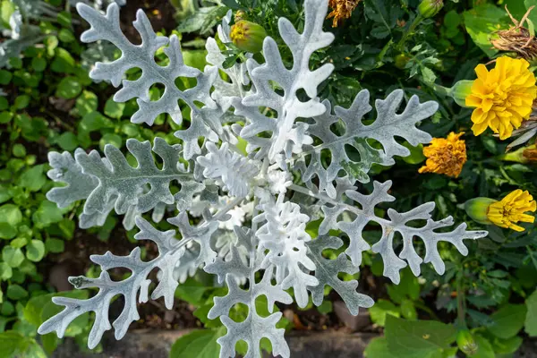 Gümüş yapraklı beyaz tomentose Groundsel Senecio Cineraria