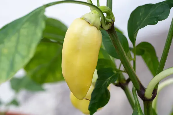 Bahçeye biber ektim.