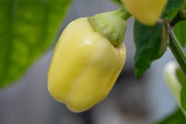 Bahçe biberleri yakın plan.