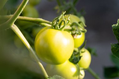 Baharda yeşil bahçe domatesleri