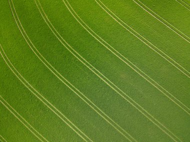 Yeşil arpa alan bahar 