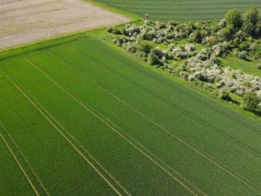 Yeşil buğday, ağaçlar ve baharda toprakla kaplı bir tarla manzarası 
