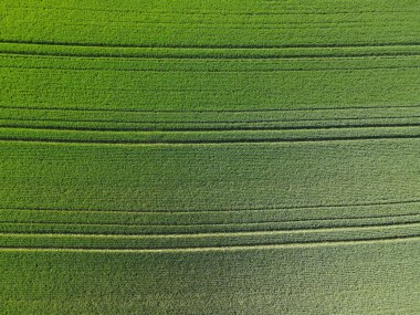 Baharda yeşil buğdayın havadan görünüşü 