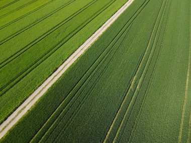 Baharda yeşil buğday tarlası, toprak yol ve yeşil arpa tarlası manzarası 
