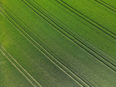Baharda yeşil buğdayın havadan görünüşü 