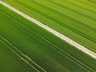 Baharda yeşil buğday tarlası, toprak yol ve yeşil arpa tarlası manzarası. 