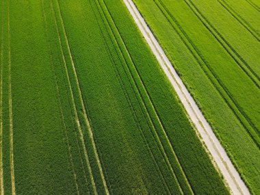 Baharda yeşil buğday tarlası, toprak yol ve yeşil arpa tarlası manzarası. 