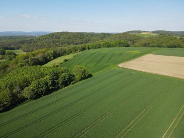 Baharda yeşil buğday, yeşil arpa ve orman ağaçlarının yukarıdan görünüşü 