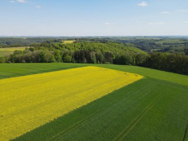 İlkbaharda yukarıdan buğday, arpa, kanola ve orman ağaçlarının manzarası 