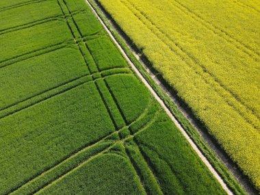 Baharda yeşil buğday ve sarı kanola manzarası 