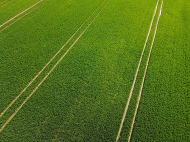Mayıs ayındaki yeşil buğday manzarası
