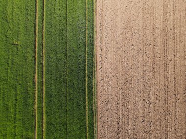 Olgunlaşmamış yeşil bir tarlanın havadan görünüşü. Arpalı ve baharda toprağı olan bir tarım alanı. 