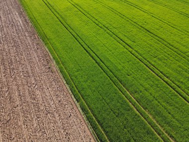 Olgunlaşmamış yeşil bir tarlanın havadan görünüşü. Arpalı ve baharda toprağı olan bir tarım alanı. 