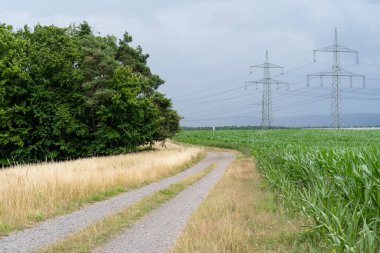 Ağaçlar arasındaki toprak yol ve kırsaldaki bir mısır tarlası.