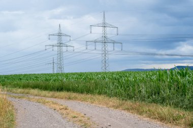Kırsalda çimenler ve mısır tarlaları arasındaki toprak yol