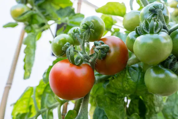Baharda kırmızı ve yeşil bahçe domatesleri