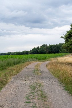 Kuru otlar, ağaçlar ve kırsaldaki bir mısır tarlası arasındaki toprak yol.