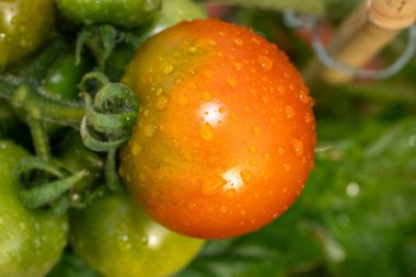 Garden tomatoes with water drops  clipart