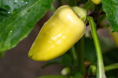 Bahçede ıslak biber