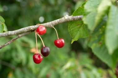 kırmızı kirazlar dalda
