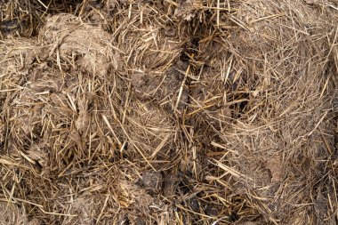 Yakınlarda sığır gübresi olan saman.