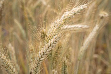Yazın çiftlikte olgun arpa
