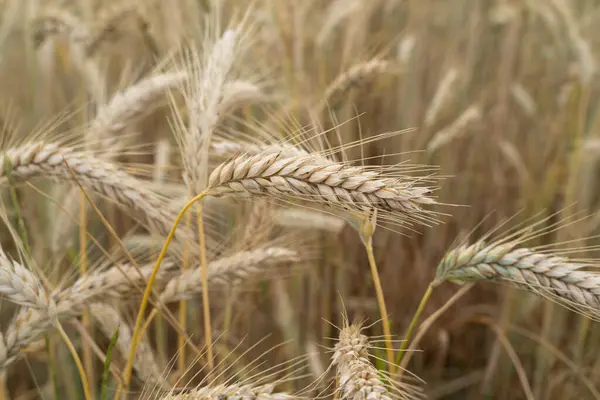 Yazın çiftlikte olgun arpa