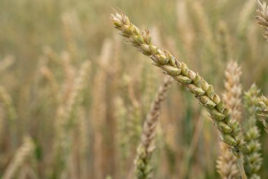 Baharda çiftlikte buğday 