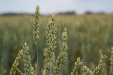 Baharda çiftlikte buğday 