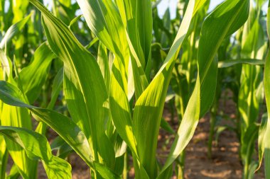 Yaz aylarında yeşil mısır bitkileri 